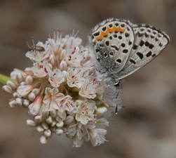 El Segundo blue butterfly